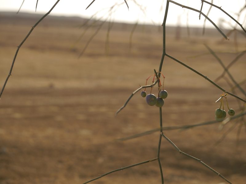 Capparis decidua, photographed by Dinesh Valke