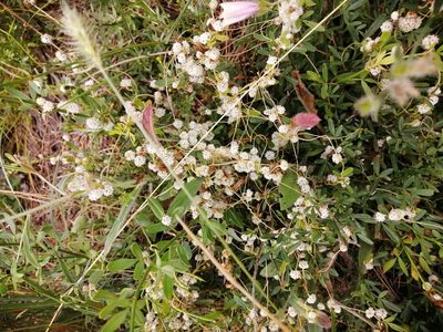 Cuscuta approximata, photographed by Tatiana Strus