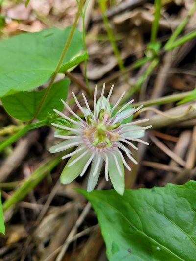 Passiflora rubra, photographed by Wes Gapp