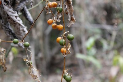 Cayaponia attenuata, photographed by Ana Nuño