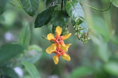 Mandevilla subsagittata, photographed by Ana Nuño