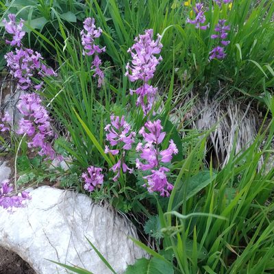 Polygala major, photographed by Anna Shuliko