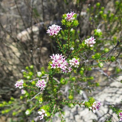 Phylica lachneaeoides, photographed by Di Turner
