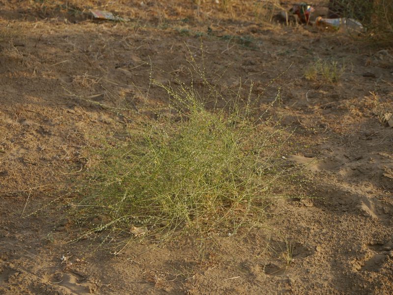 Cleome pallida, photographed by Dinesh Valke