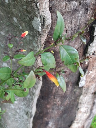 Justicia floribunda, photographed by Elizabeth Ging