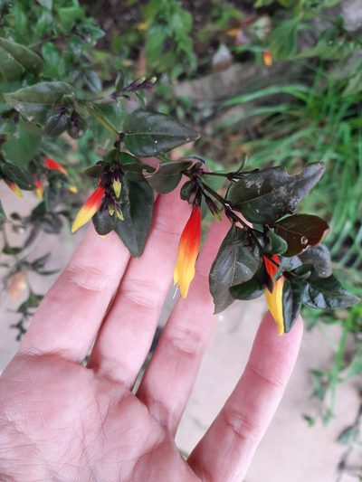 Justicia floribunda, photographed by Elizabeth Ging