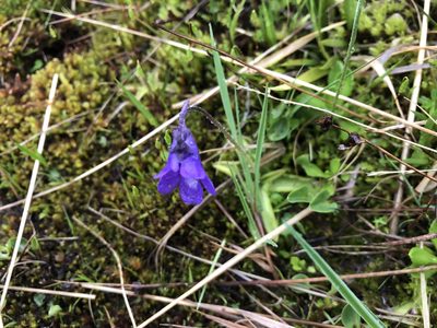 Pinguicula leptoceras, photographed by Jason Grant