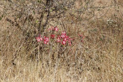 Adenium multiflorum, photographed by Tony Rebelo