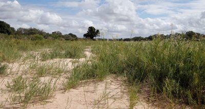 Phragmites mauritianus, photographed by Tony Rebelo