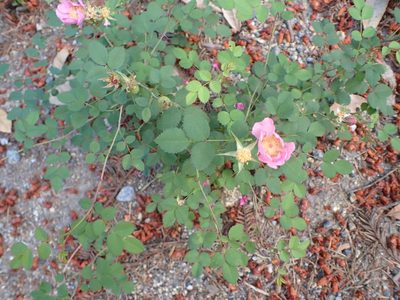 Rosa spithamea, photographed by George Williams