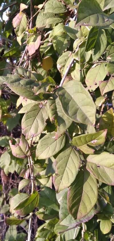 Combretum bracteosum, photographed by Rosemary Harrison