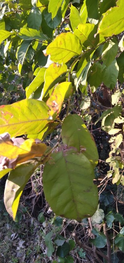Combretum bracteosum, photographed by Rosemary Harrison