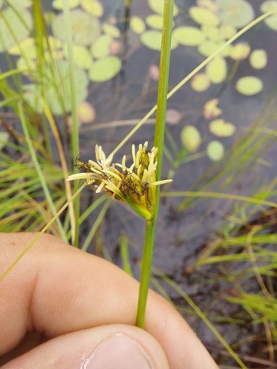Schoenoplectus torreyi, photographed by Carter Dorscht