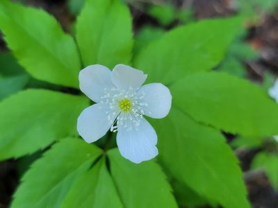 Anemonoides trifolia, photographed by Elias