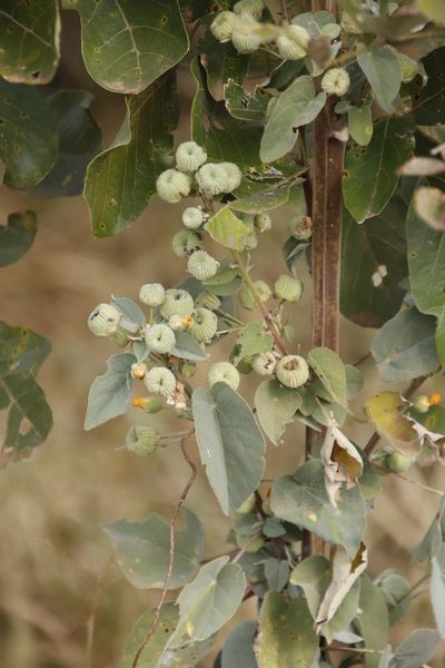 Abutilon angulatum, photographed by Tony Rebelo