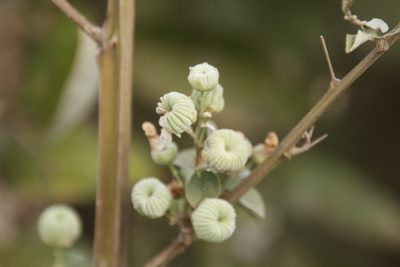 Abutilon angulatum, photographed by Tony Rebelo