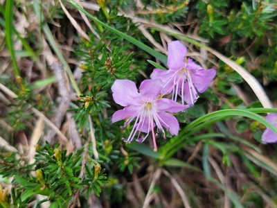 Rhodothamnus chamaecistus, photographed by Elias