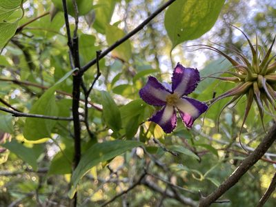 Clematis crispa, photographed by steve b