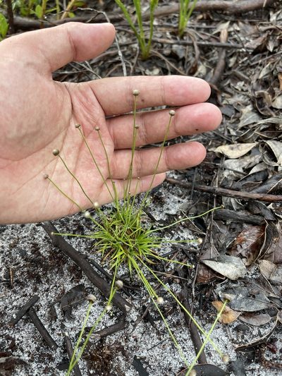 Paepalanthus beyrichianus, photographed by Brandon Corder