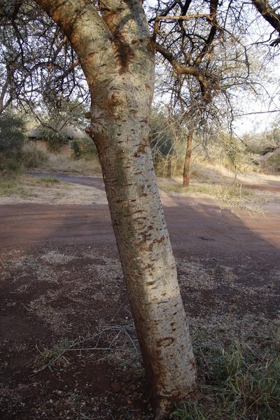 Commiphora glandulosa, photographed by Tony Rebelo