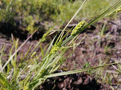 Carex conoidea, photographed by agbelliveau