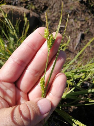 Carex conoidea, photographed by agbelliveau