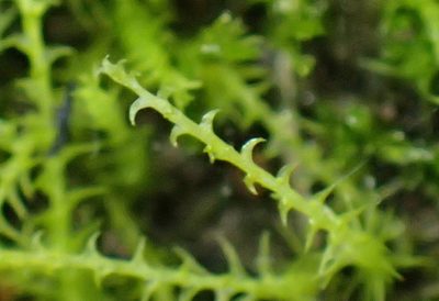 Pleuridium ecklonii, photographed by Nicola van Berkel