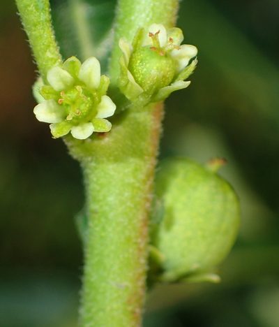 Clutia daphnoides, photographed by Nicola van Berkel
