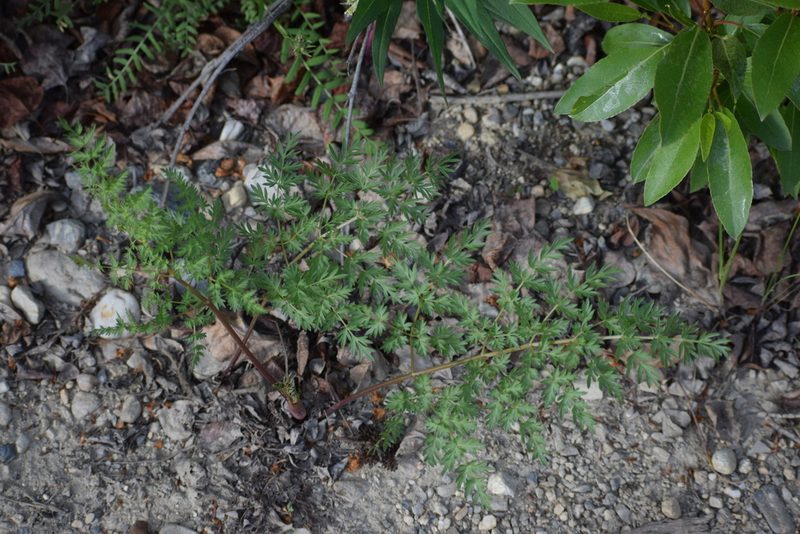 Cnidium cnidiifolium, photographed by Syd Cannings