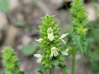 Betonica alopecuros, photographed by Elias