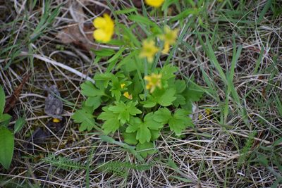Ranunculus turneri, photographed by Syd Cannings