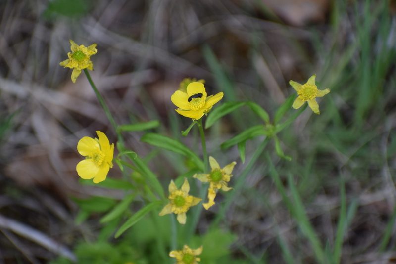 Ranunculus turneri, photographed by Syd Cannings