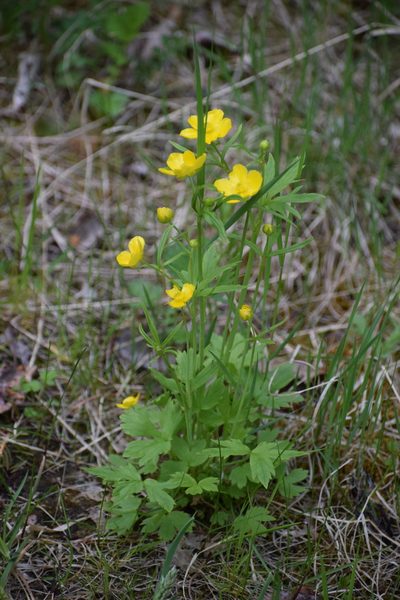 Ranunculus turneri, photographed by Syd Cannings