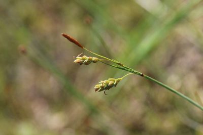 Carex limosa, photographed by er-birds