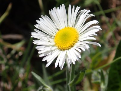Erigeron coulteri, photographed by Steve Woodward