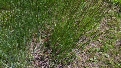 Calamagrostis canadensis, photographed by Loopy30