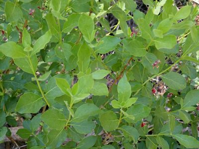Lonicera conjugialis, photographed by Steve Woodward