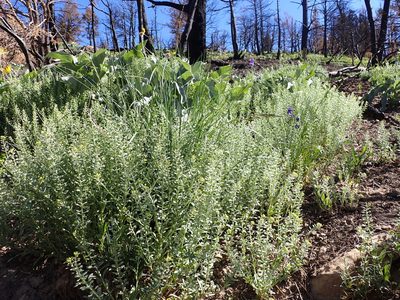Alyssum simplex, photographed by Matt Lavin