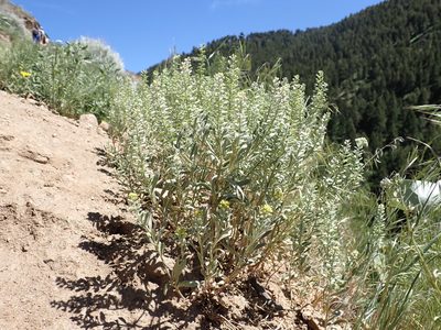 Alyssum simplex, photographed by Matt Lavin