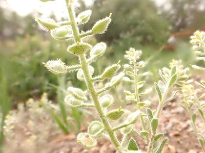 Alyssum simplex, photographed by Matt Lavin