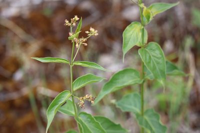 Vincetoxicum rossicum, photographed by Henry "Nick" Robertson