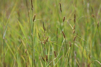 Carex pellita, photographed by Henry "Nick" Robertson