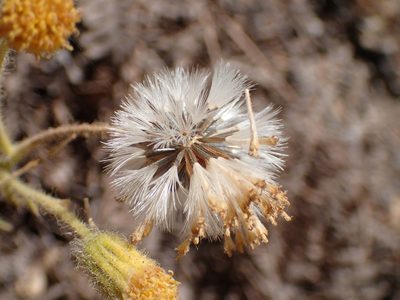 Arnica discoidea, photographed by George Williams