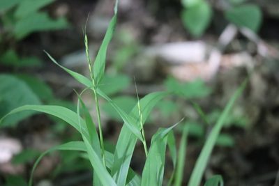 Patis racemosa, photographed by Henry "Nick" Robertson