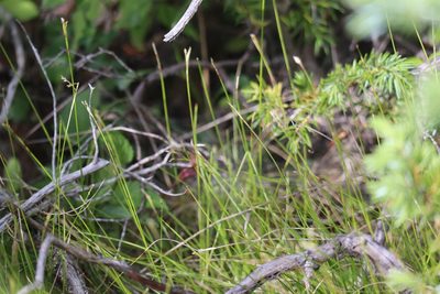 Carex eburnea, photographed by Henry "Nick" Robertson