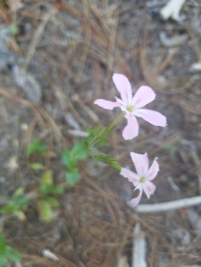 Phlox adsurgens, photographed by kunstmanl