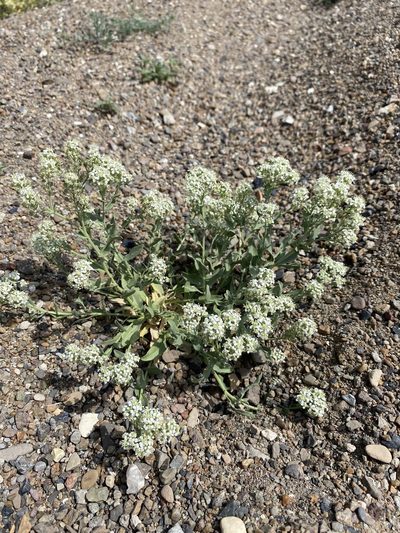 Lepidium appelianum, photographed by Matt Berger