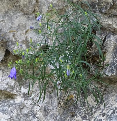 Campanula praesignis, photographed by Patrick Hacker
