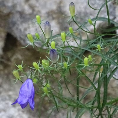 Campanula praesignis, photographed by Patrick Hacker