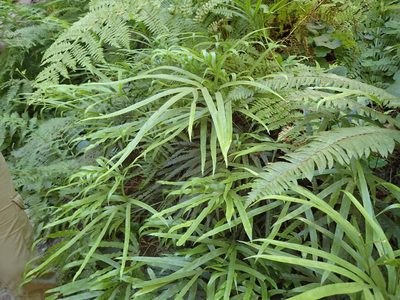 Pteris cretica, photographed by George Williams